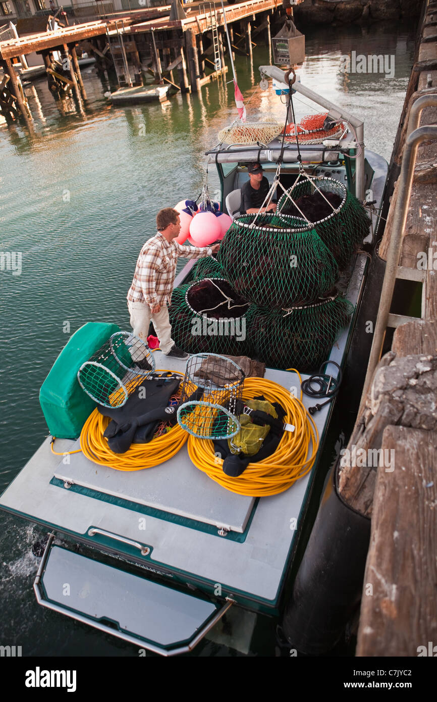 commercial divers unload their catch of red sea urchins, Santa Barbara