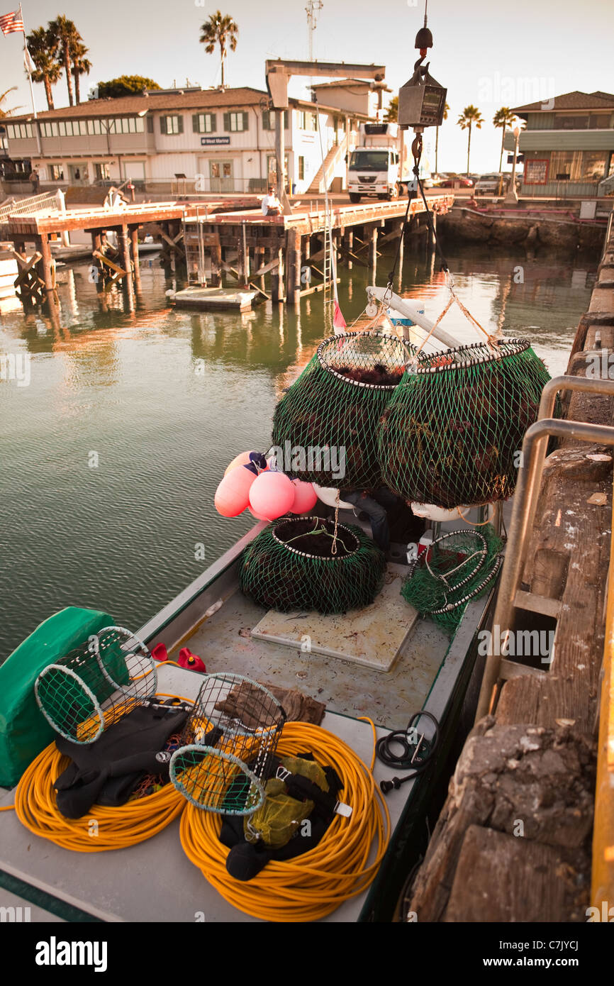 commercial divers unload their catch of red sea urchins, Santa Barbara Harbor, California, United States of America Stock Photo
