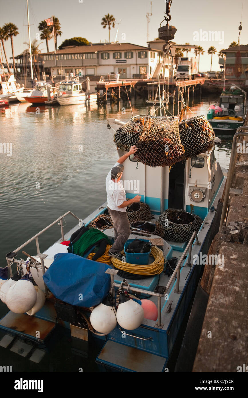 commercial divers unload their catch of red sea urchins, Santa Barbara
