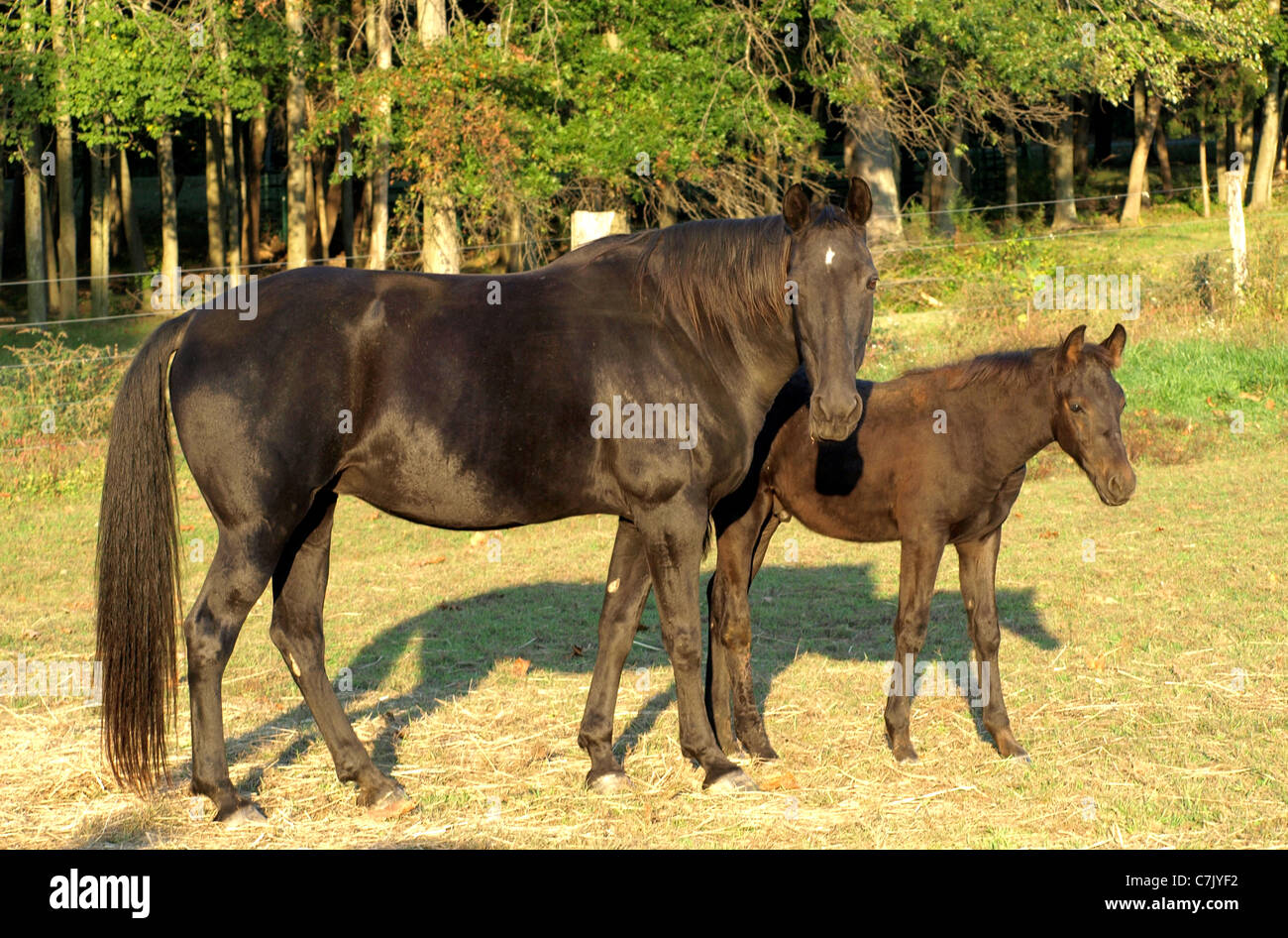 Tennessee Walking Horse Mare and Foal Stock Photo