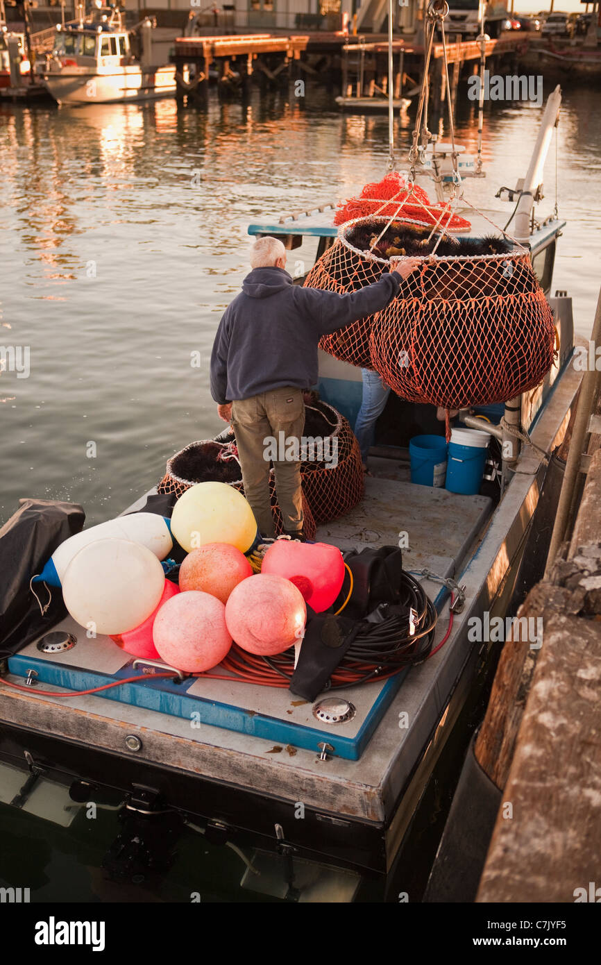 commercial divers unload their catch of red sea urchins, Santa Barbara