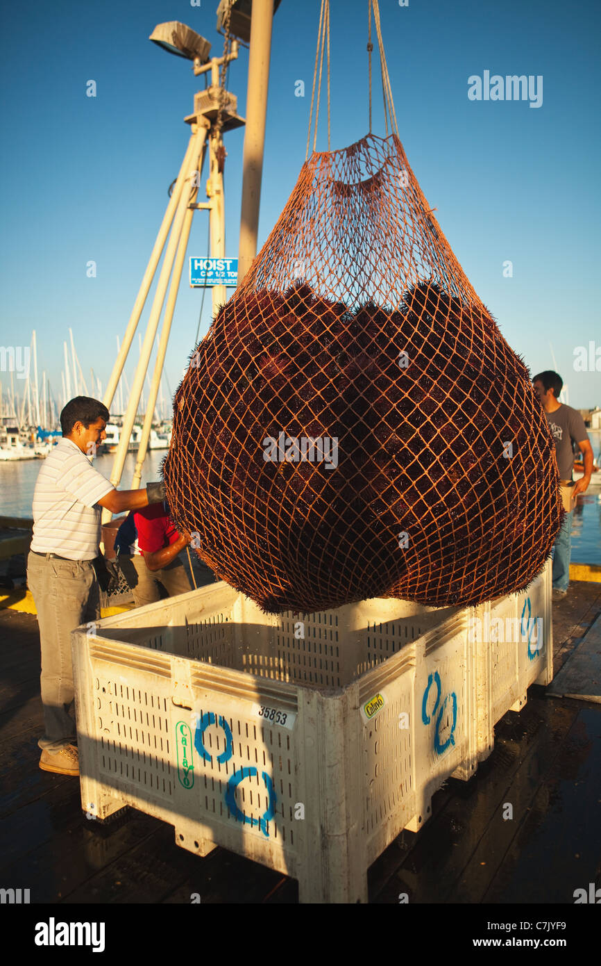 commercial divers unload their catch of red sea urchins, Santa Barbara