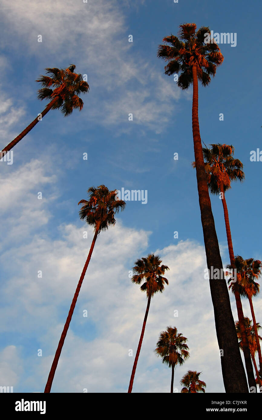 Palm Trees at Sunset, Hollywood Forever Cemetery Stock Photo Alamy