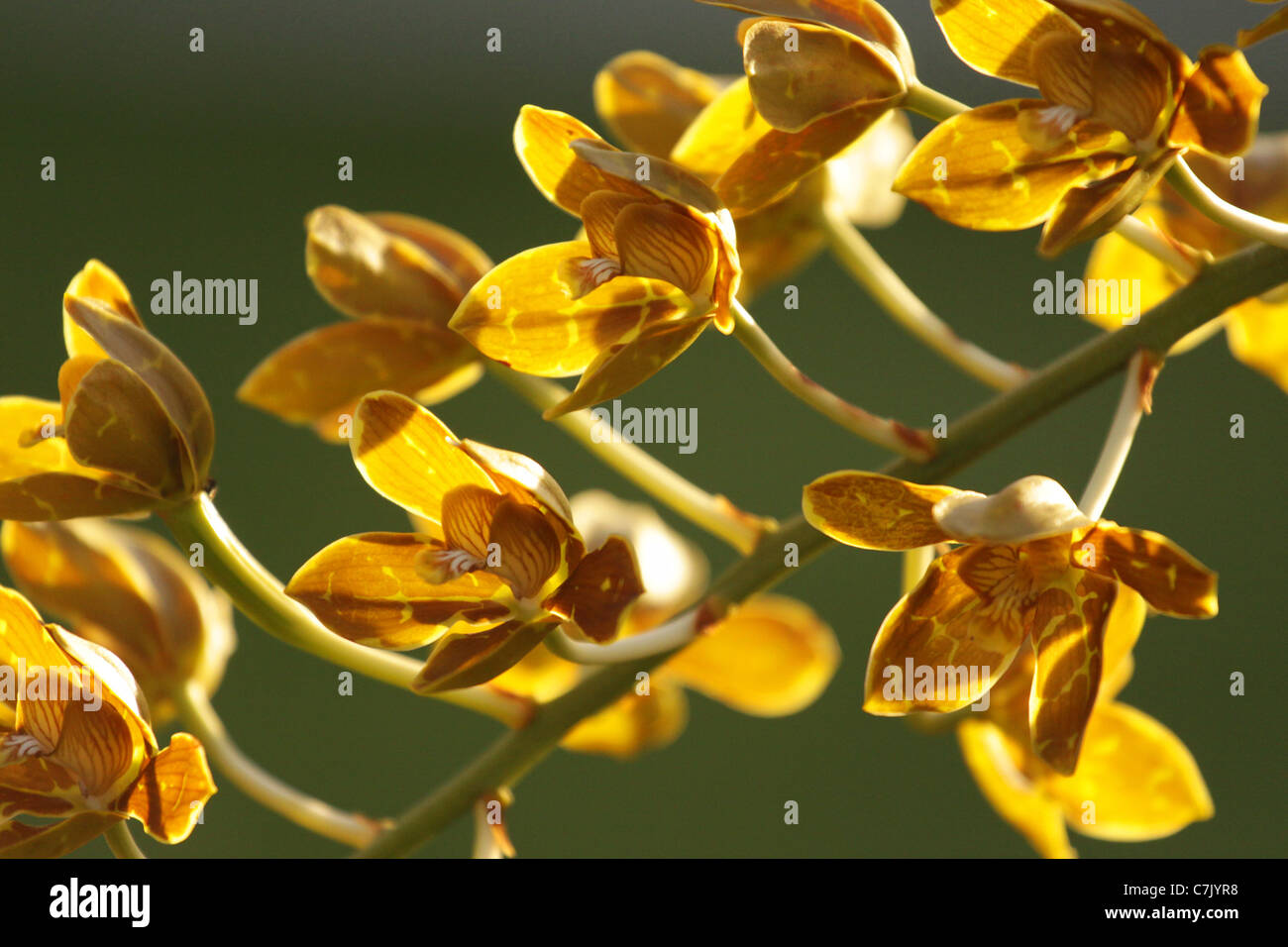 Yellow orchids on a green background. Stock Photo