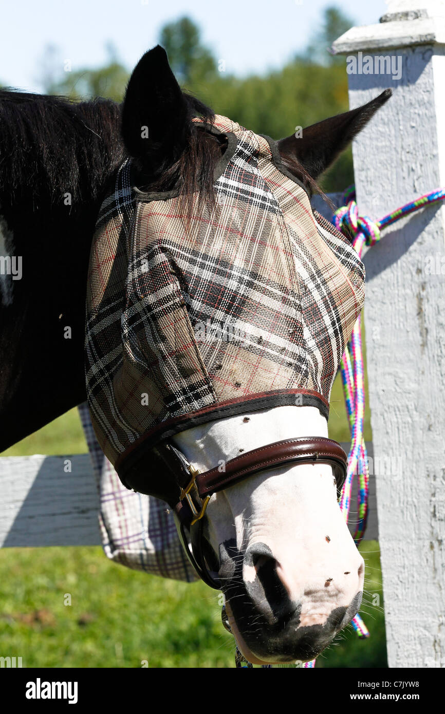Paint horse wearing brown check fly mask for protection from horse