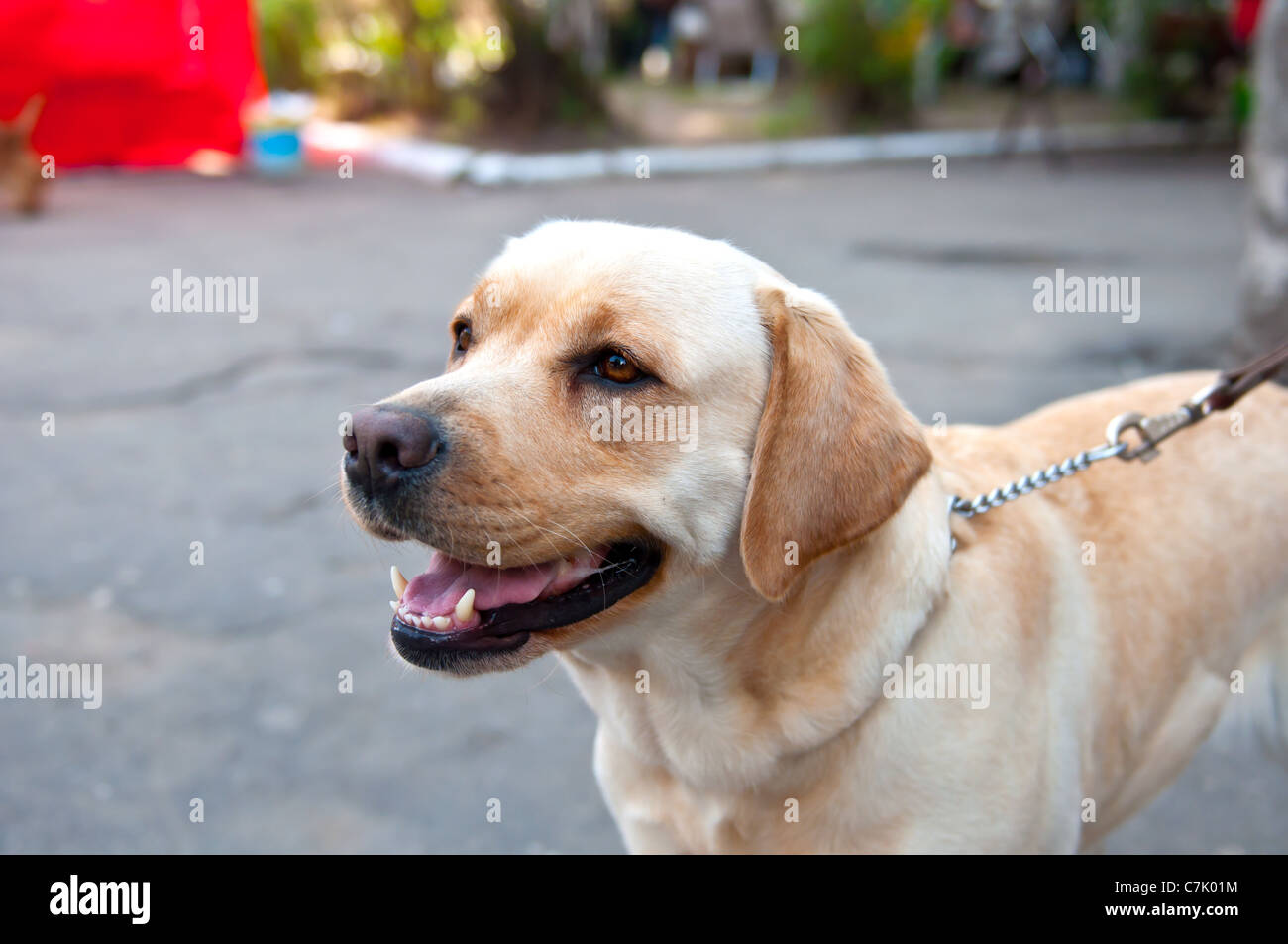 kinds of labrador
