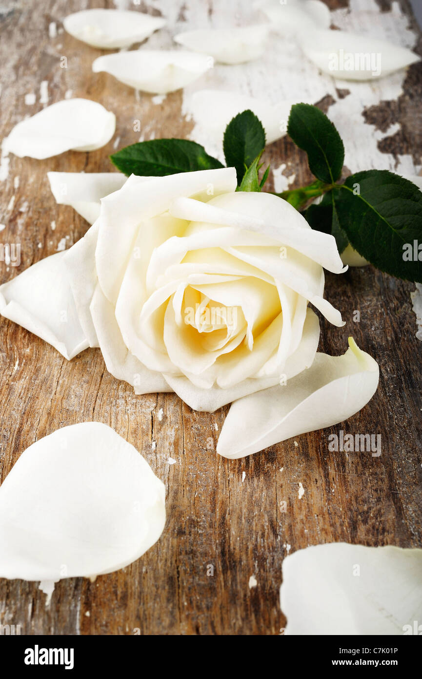 white rose Stock Photo