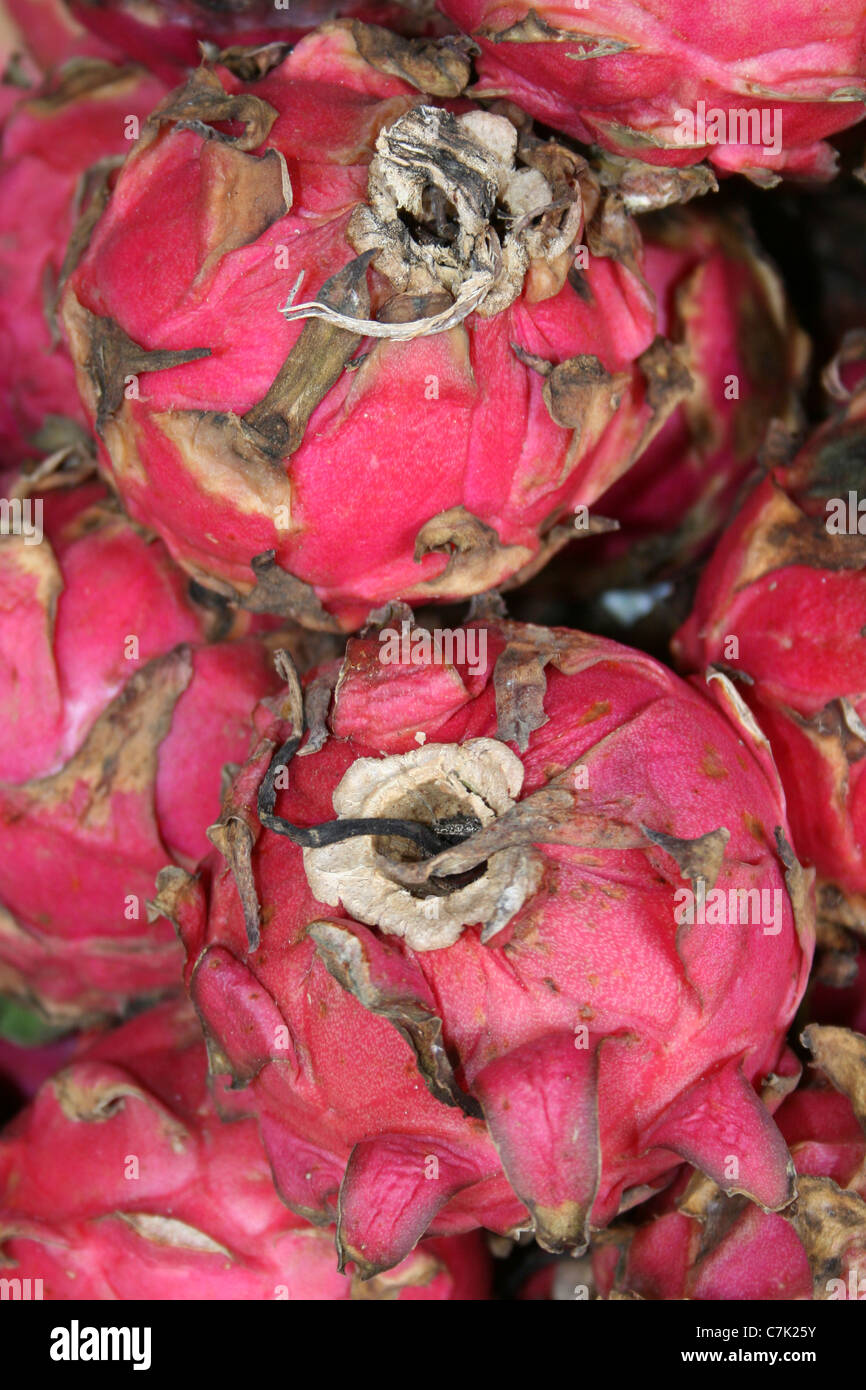 Red Pitaya Hylocereus undatus In Brastagi Market, Sumatra Stock Photo