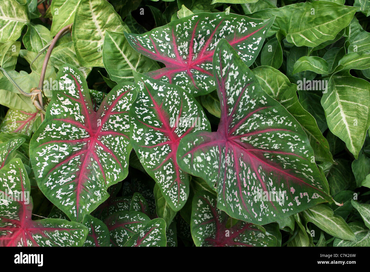 Elephant Ear Leaves (a.k.a Angels Wings, Heart Of Jesus) Fancy-leaved Caladium sp. Stock Photo