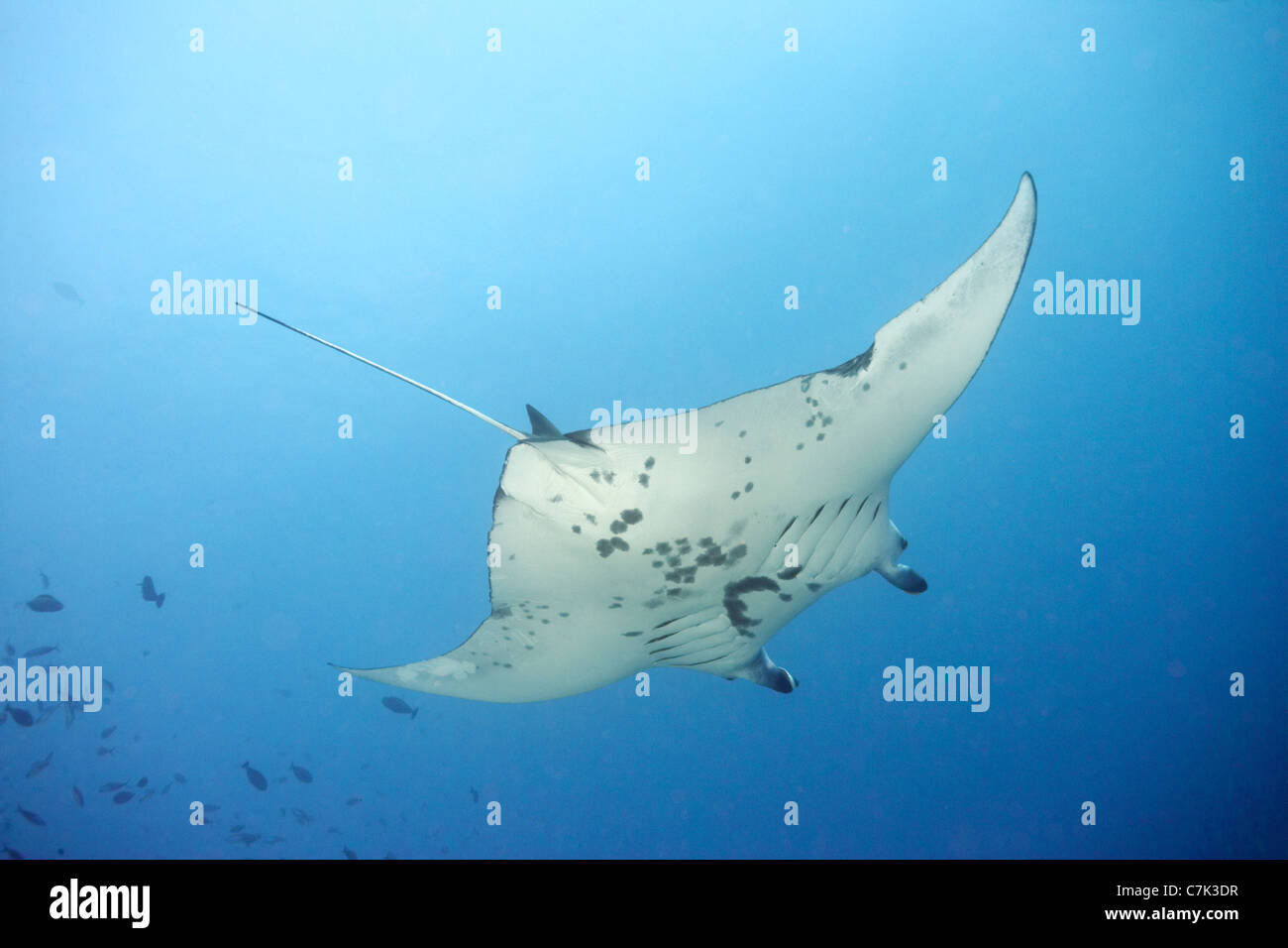 Giant manta ray swimming in ocean Stock Photo Alamy