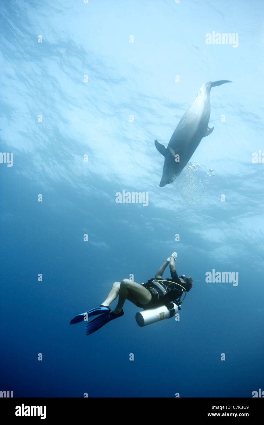 Diver swimming with bottlenose dolphin Stock Photo