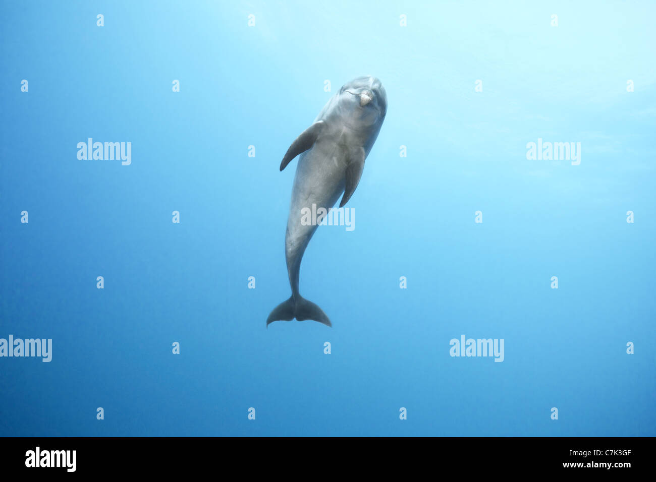 Bottlenose dolphin swimming in ocean Stock Photo
