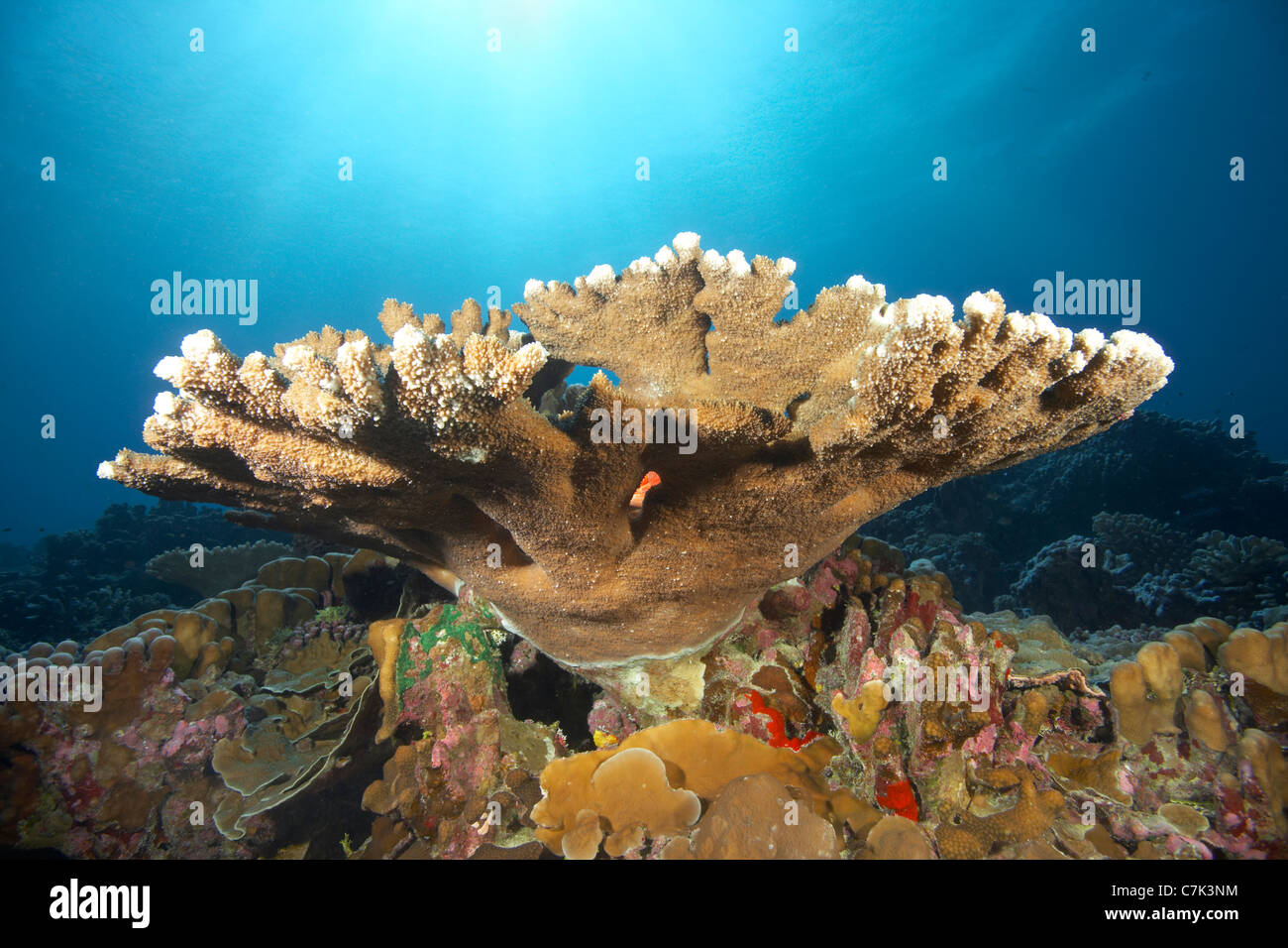 Close up of coral reef Stock Photo Alamy