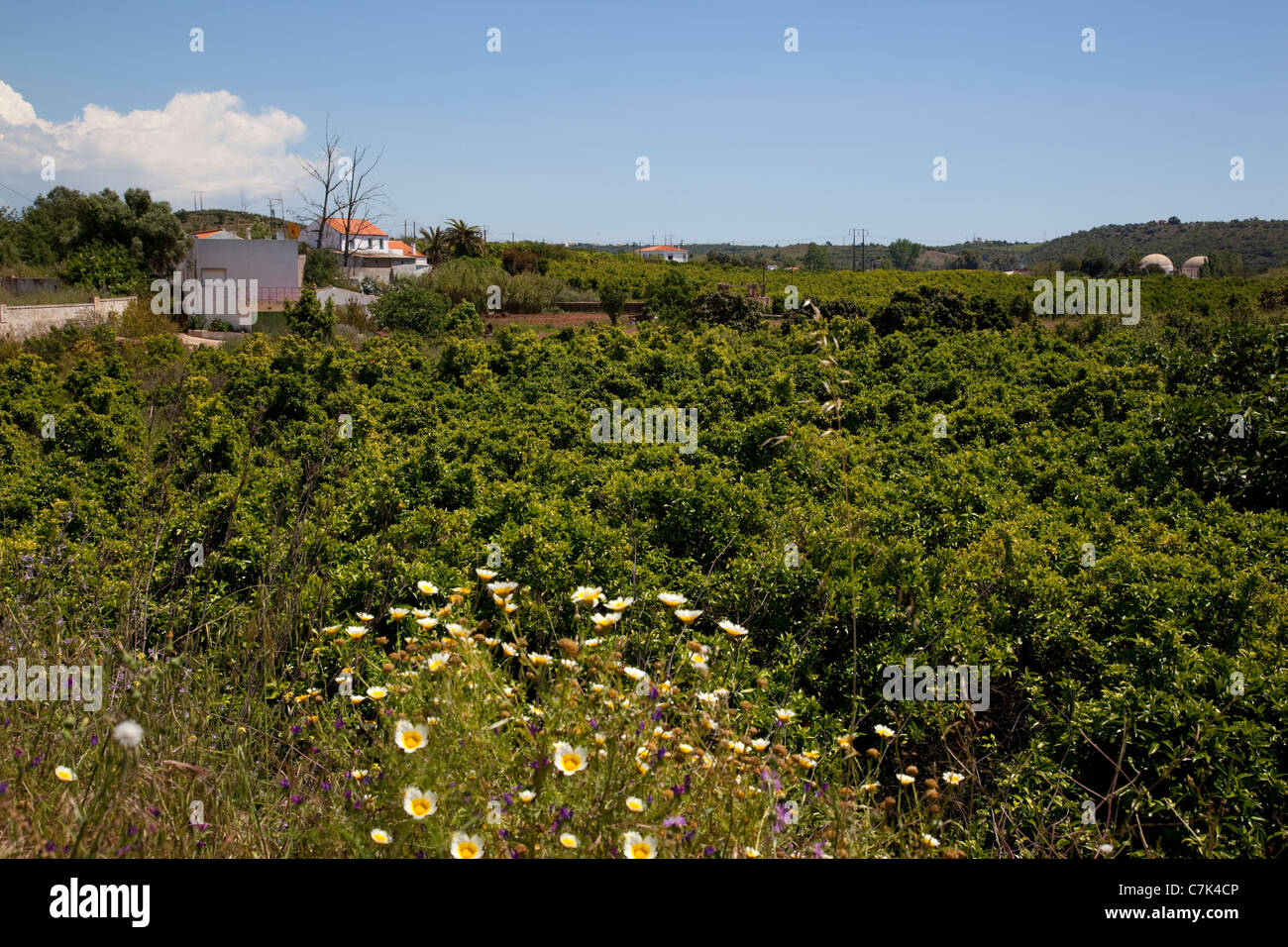 Portugal, Algarve, Near Silves, Countryside & Orange Trees Stock Photo