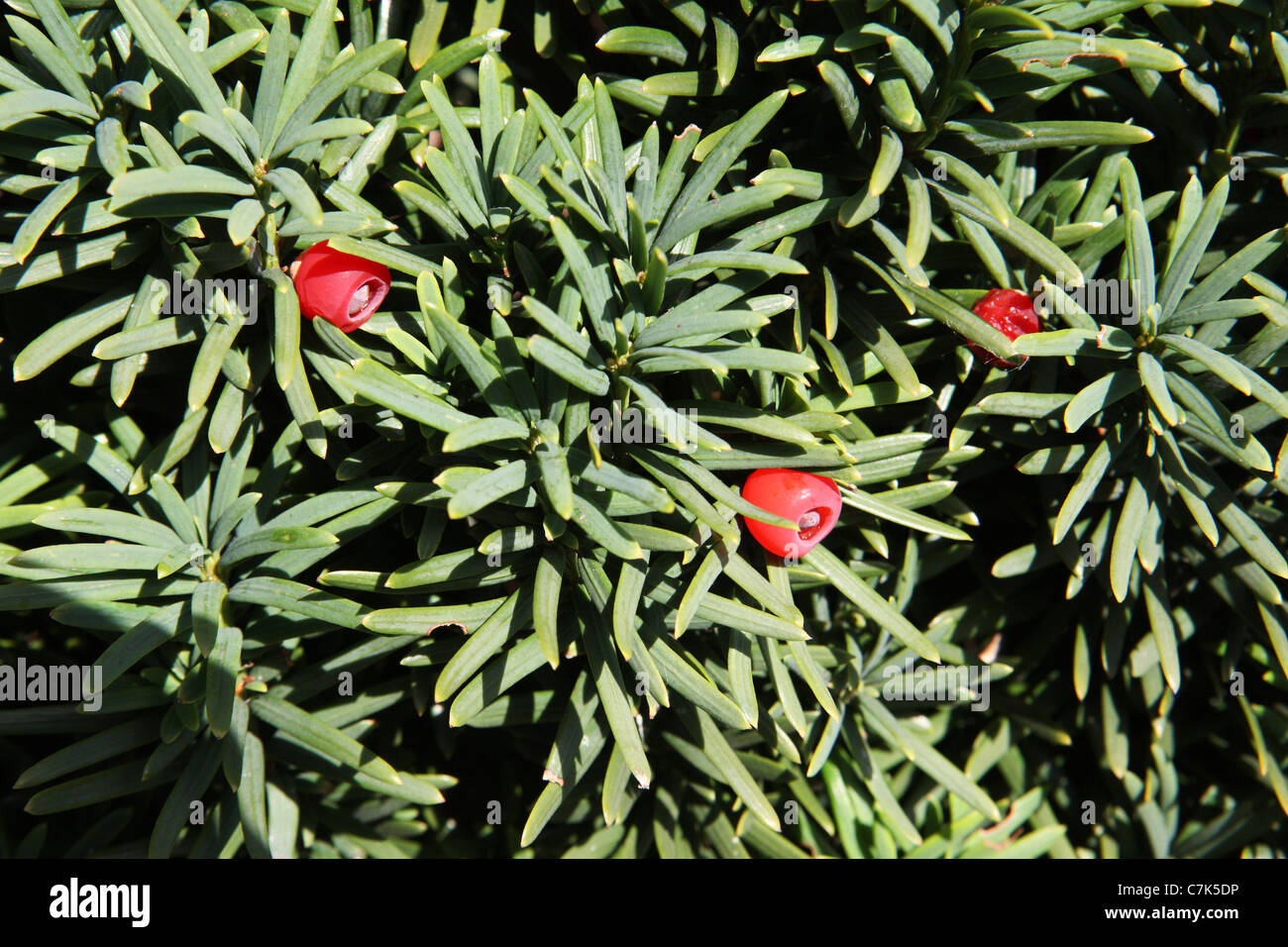 Red berries on mature Juniper Skyrocket conifer (Juniperus scopulorum) Stock Photo