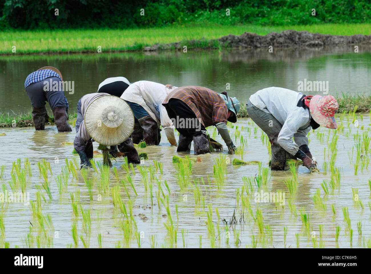 Rice Farmer in Paddy Field Stock Photo - Alamy