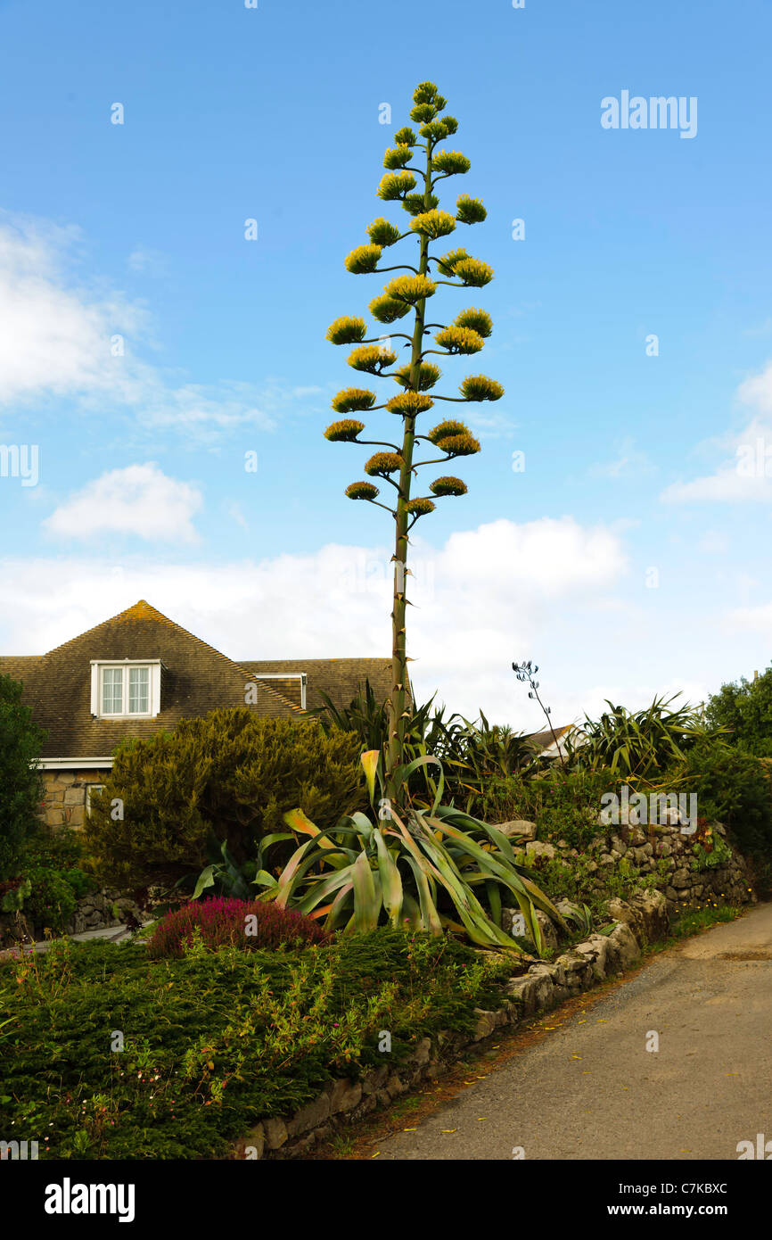 Agave or Century Plant St Mary's Isles of Scilly UK Stock Photo
