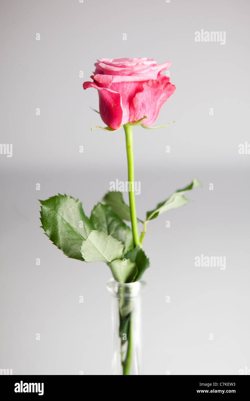 A Single Pink Rose In A Tall Glass Vase Stock Photo 39152095 Alamy