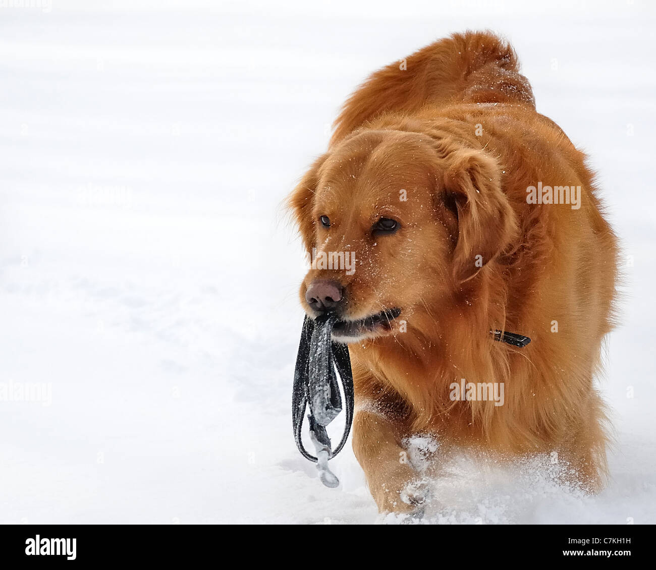 Golden Retriever dog Stock Photo - Alamy