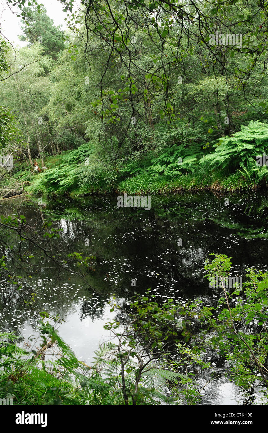 The Forest of Birse by the Bucket Mill near Finzean in Aberdeenshire