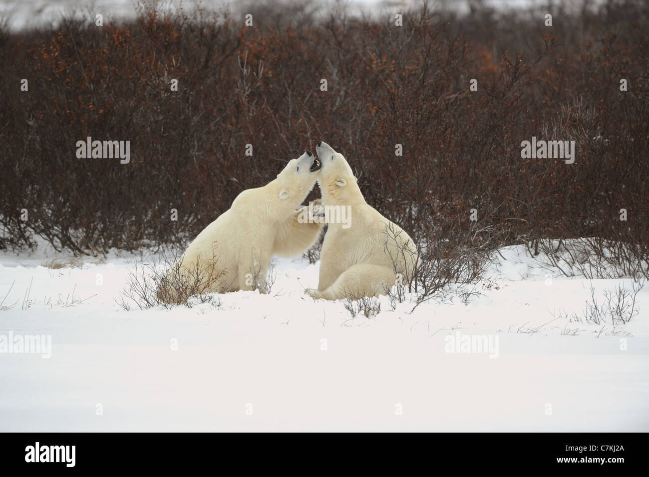 Dialogue of polar bears. Two polar bears have met against a dark bush and are measured by mouths. Stock Photo