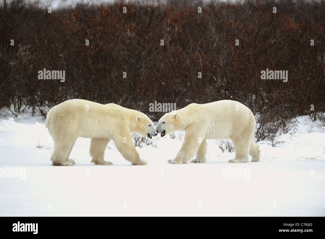 Dialogue of polar bears. Two polar bears have met against a dark bush and are measured by mouths. Stock Photo
