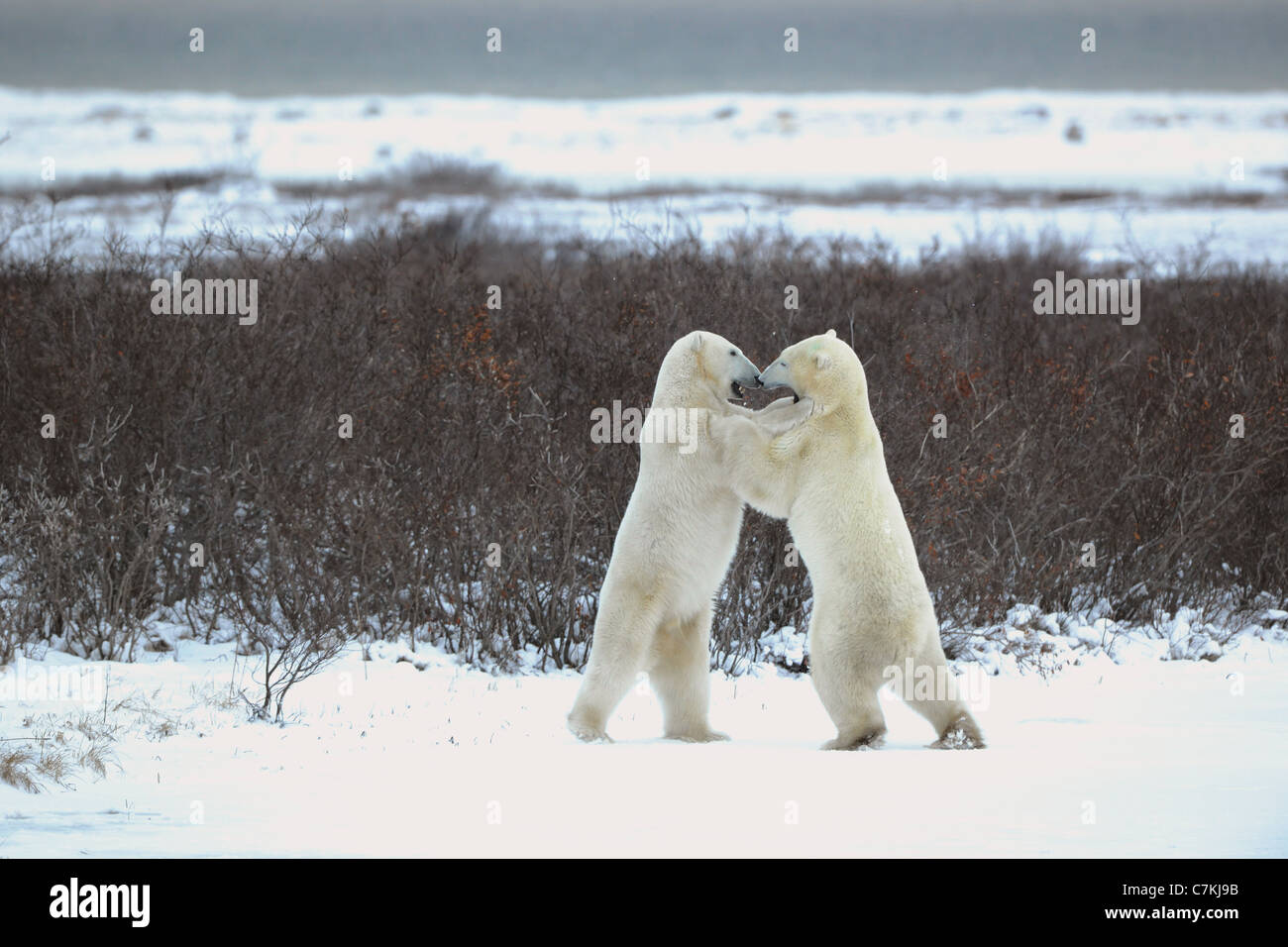 Two polar bears playfighting Stock Photo
