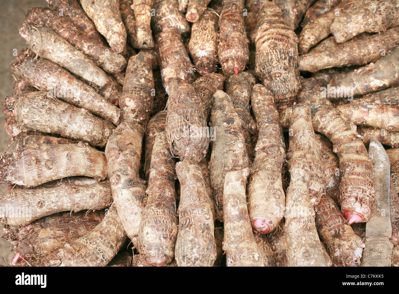 background of fresh taro root (colocasia) Stock Photo