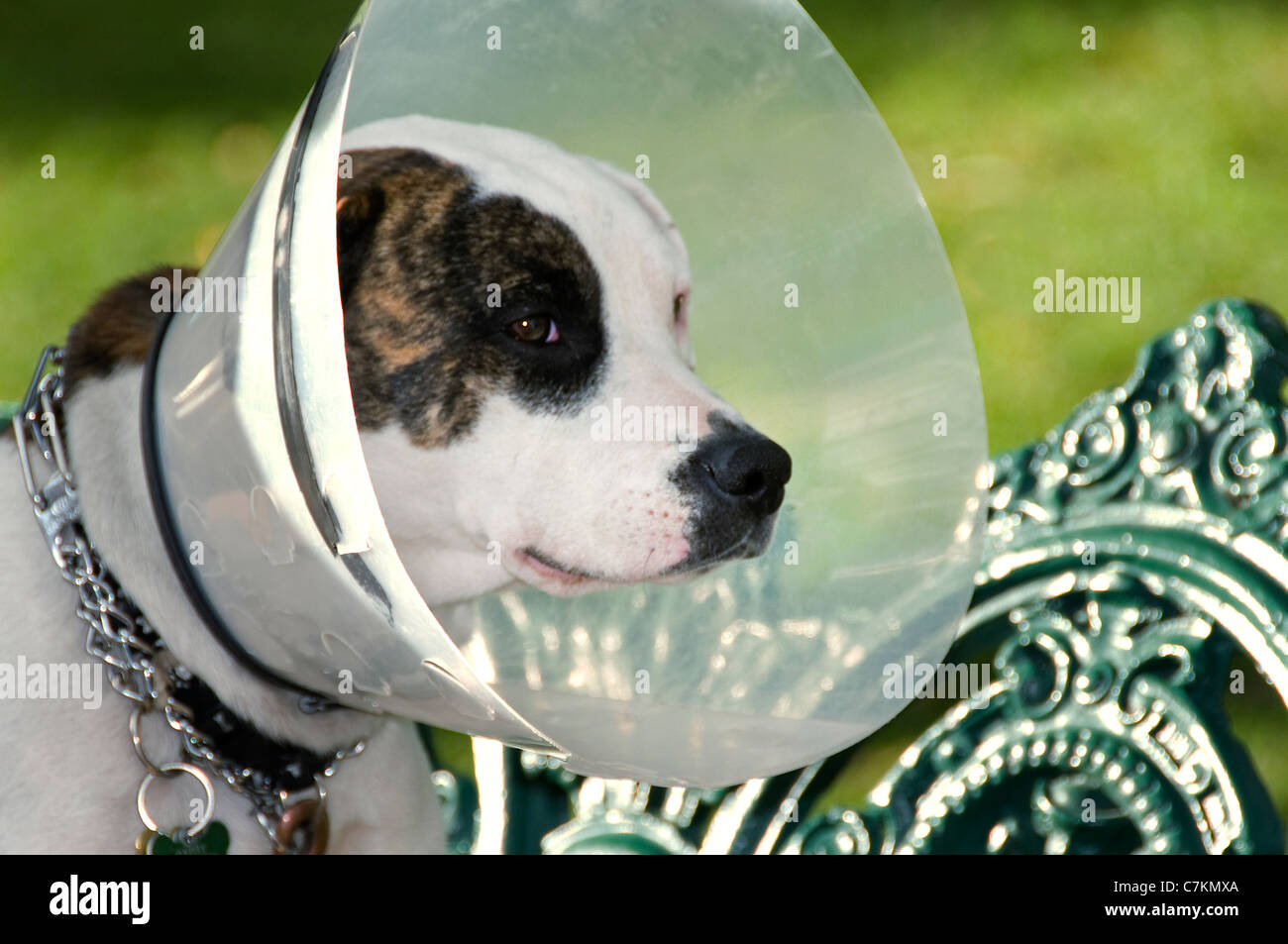 dog wearing truncated cone Stock Photo Alamy