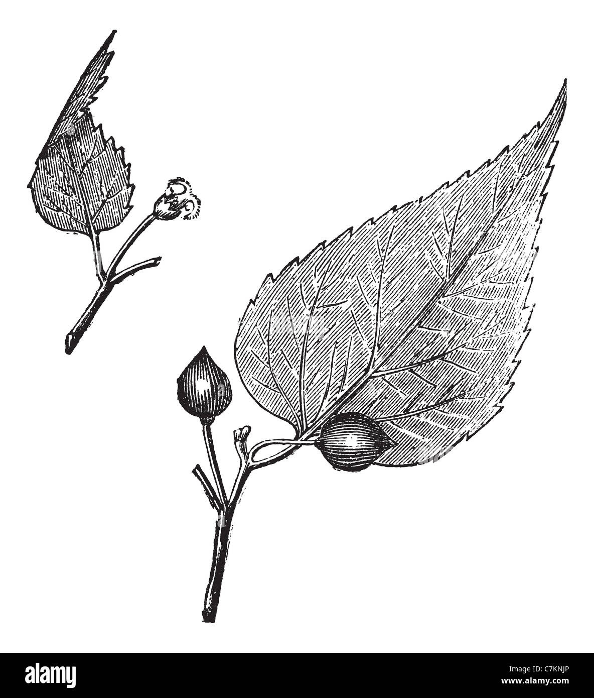Virginia hackberry (Celtis occidentalis) or nettletree, vintage engraved illustration. Trousset encyclopedia (1886 - 1891). Stock Photo