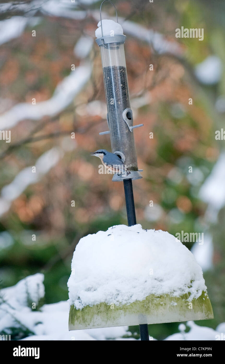 Frost Covered Bird Feeder Stock Photos Frost Covered Bird Feeder