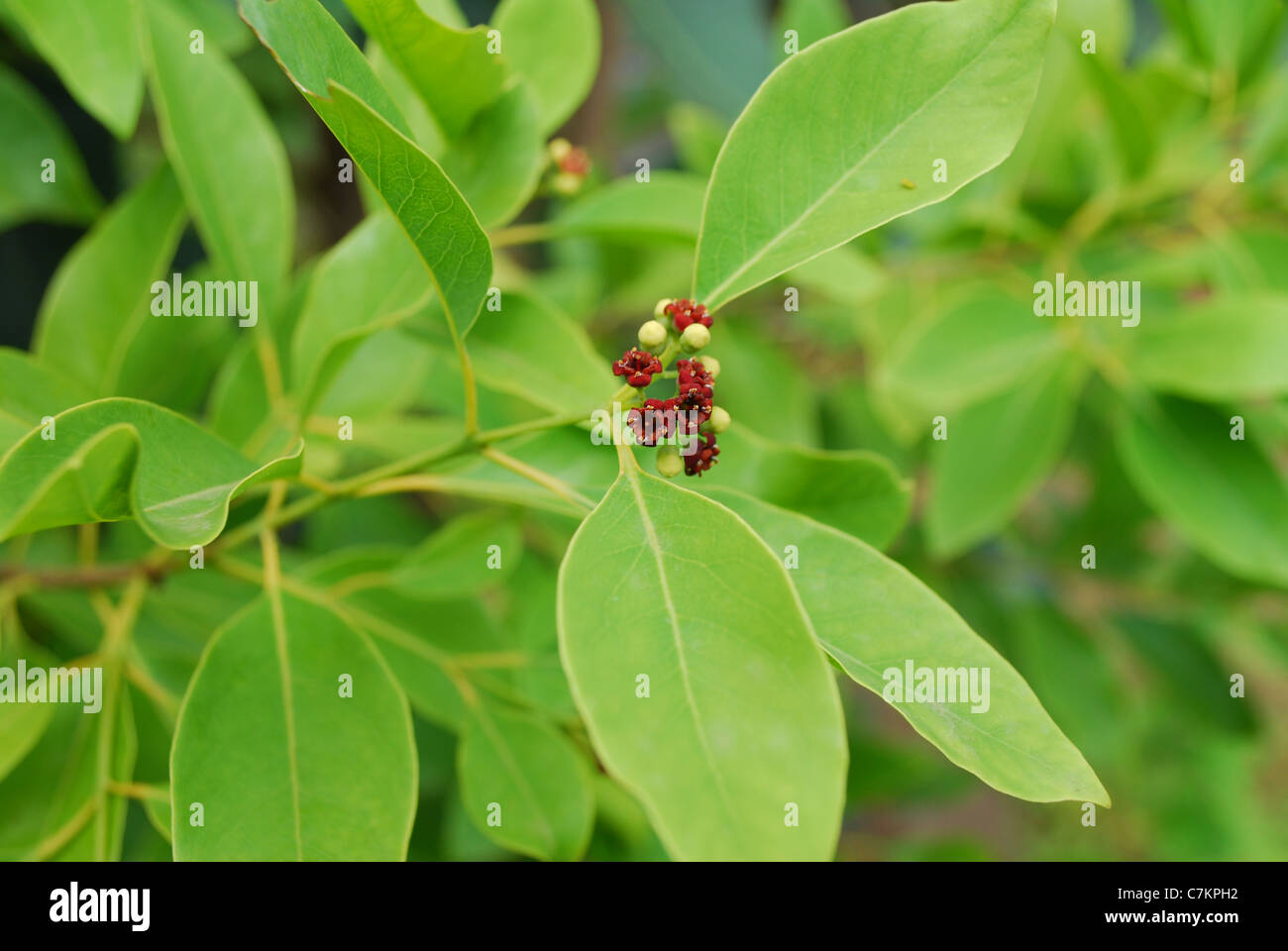 Plant Sandalwood Trees | Greenverz