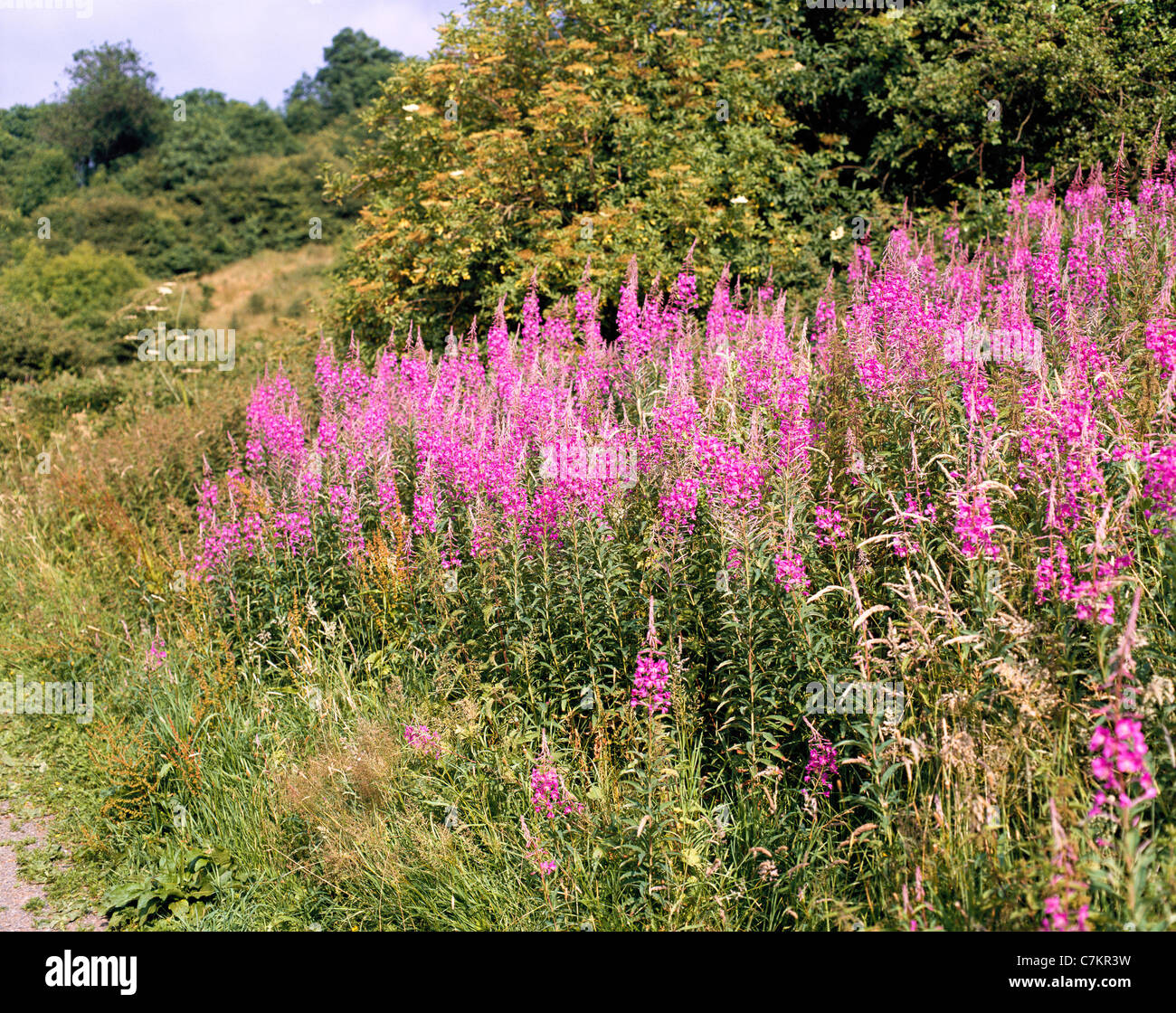 Rosebay Willowherb in flower on Robinswood Hill, Gloucester Stock Photo