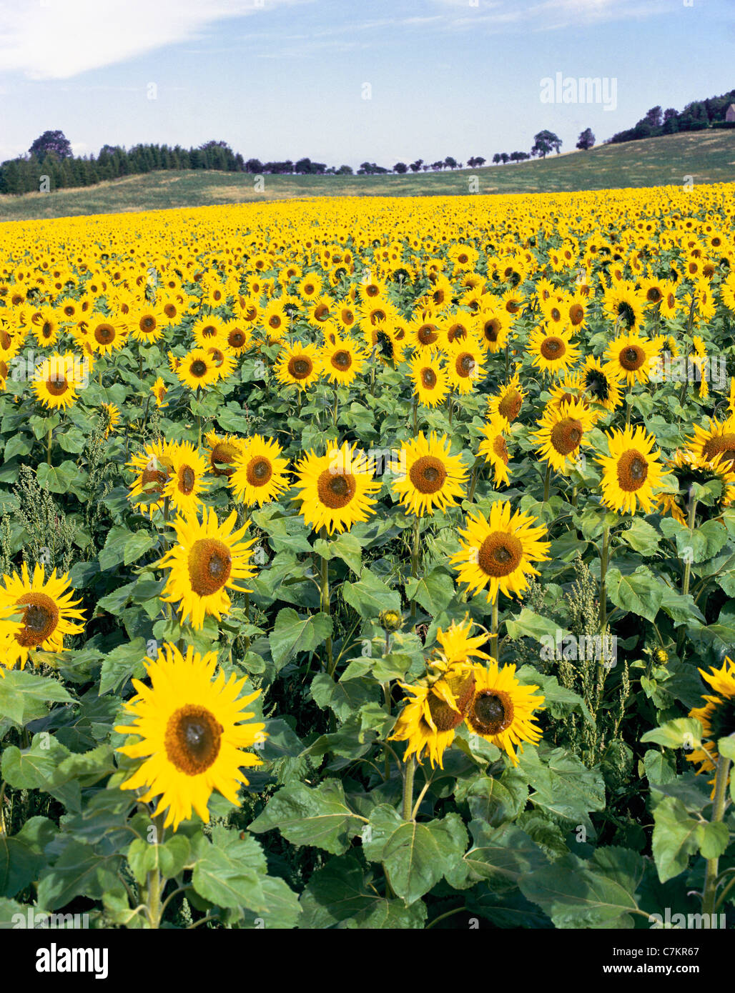 Sunflowers grown as an experimental crop on the Cotswolds in the 1980's