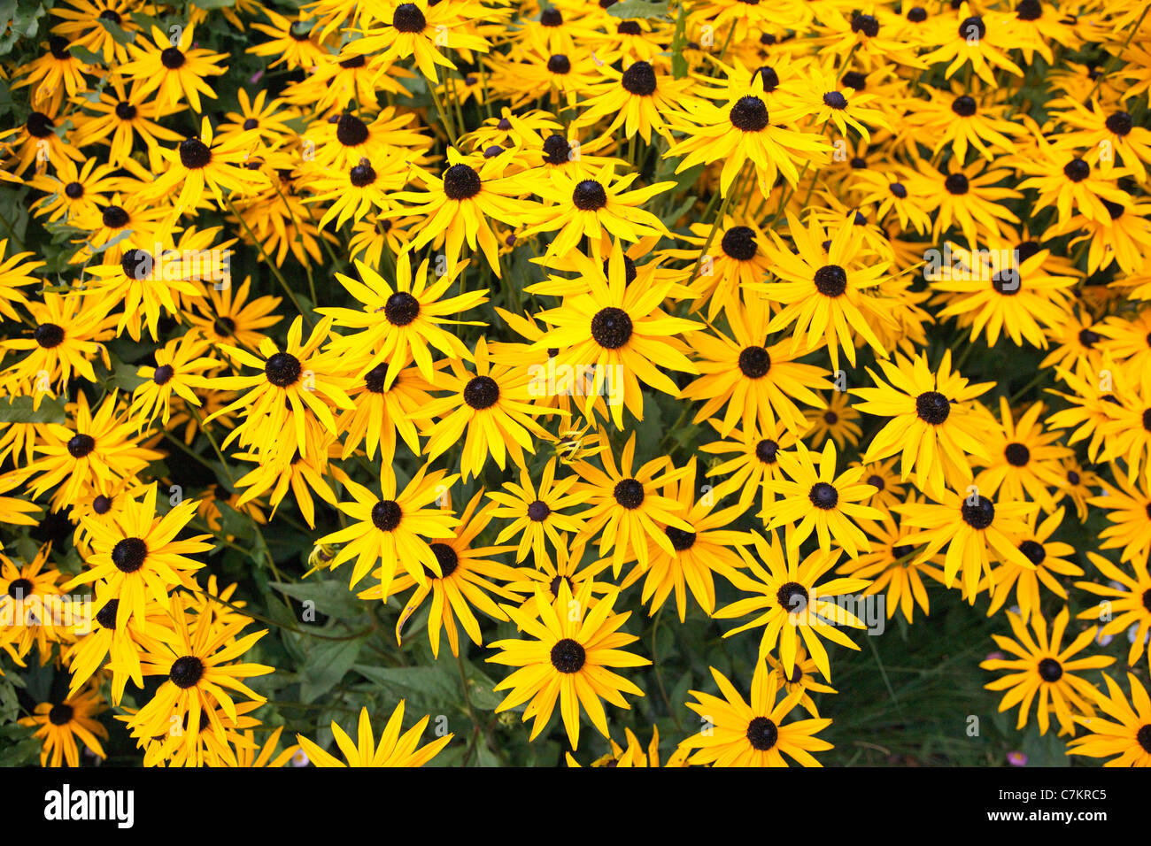 Mass of chrome yellow Rudbeckia flowers in an English  late summer border Stock Photo