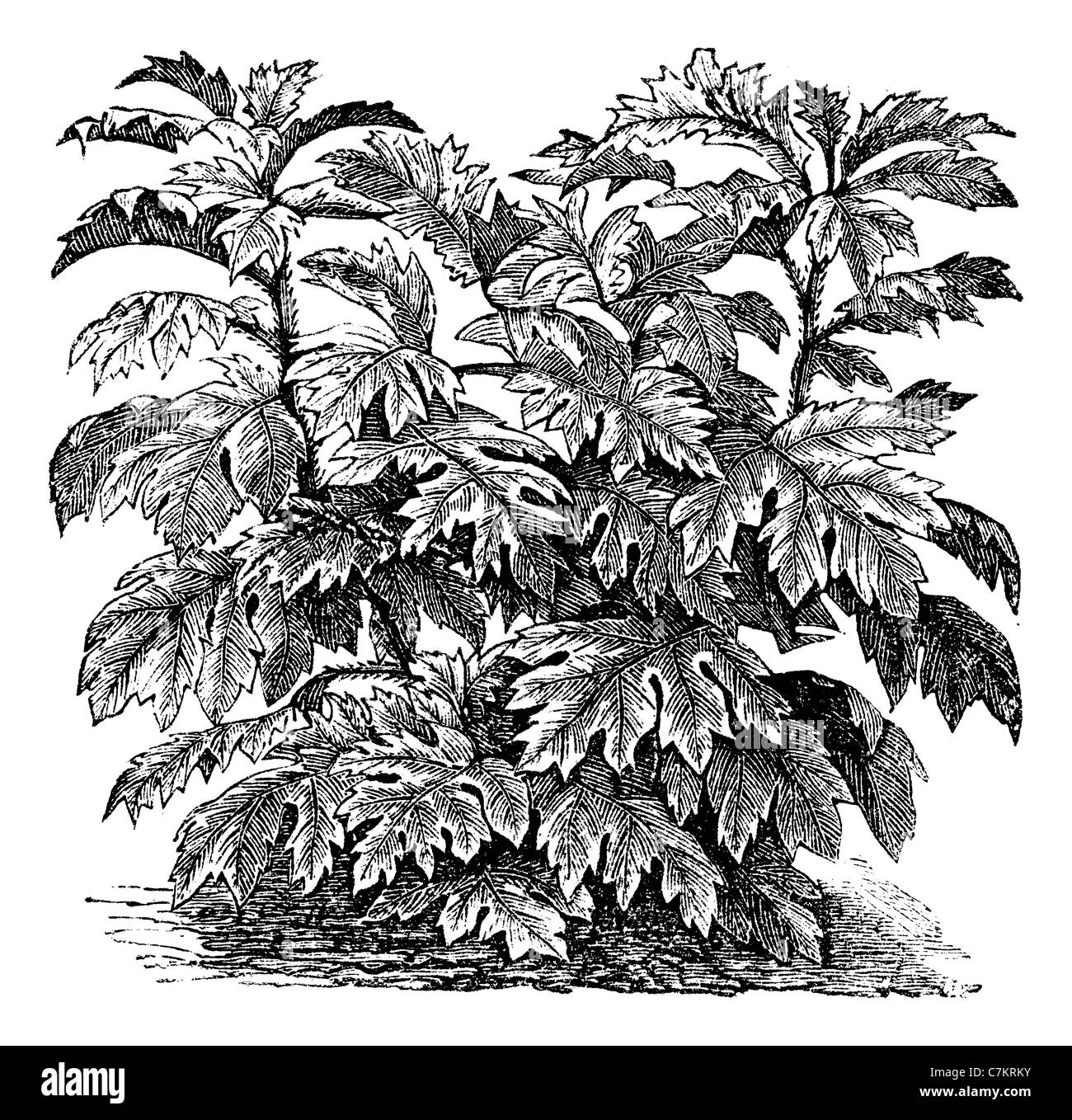 Ornamental nightshade or Solanum bulbocastanum, vintage engraved illustration. Trousset encyclopedia (1886 - 1891). Stock Photo