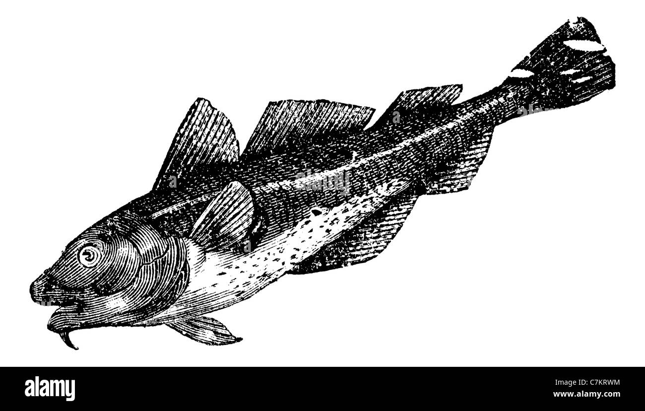 Cod america (morrhua americana), vintage engraved illustration. Trousset encyclopedia (1886 - 1891). Stock Photo