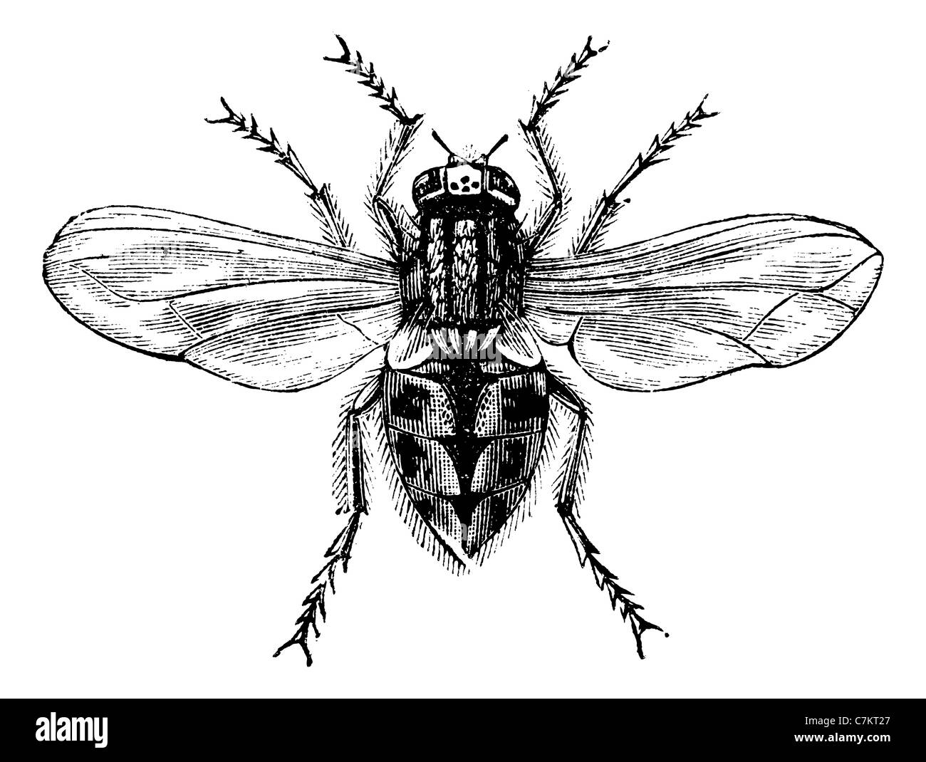 Housefly or Common housefly or House-fly, magnified, vintage engraved illustration. Trousset encyclopedia (1886 - 1891). Stock Photo