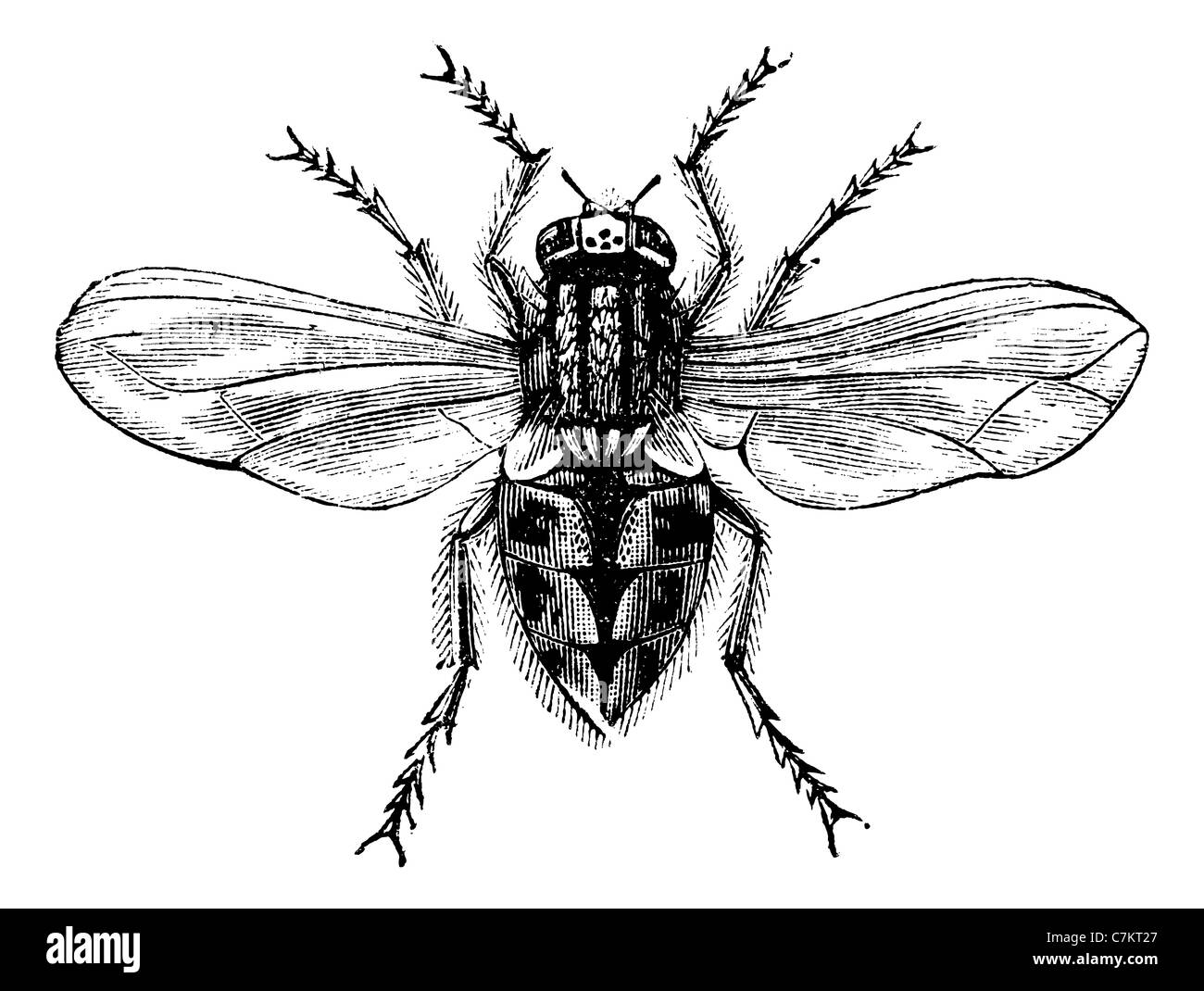 Top more than 76 housefly sketch latest seven.edu.vn
