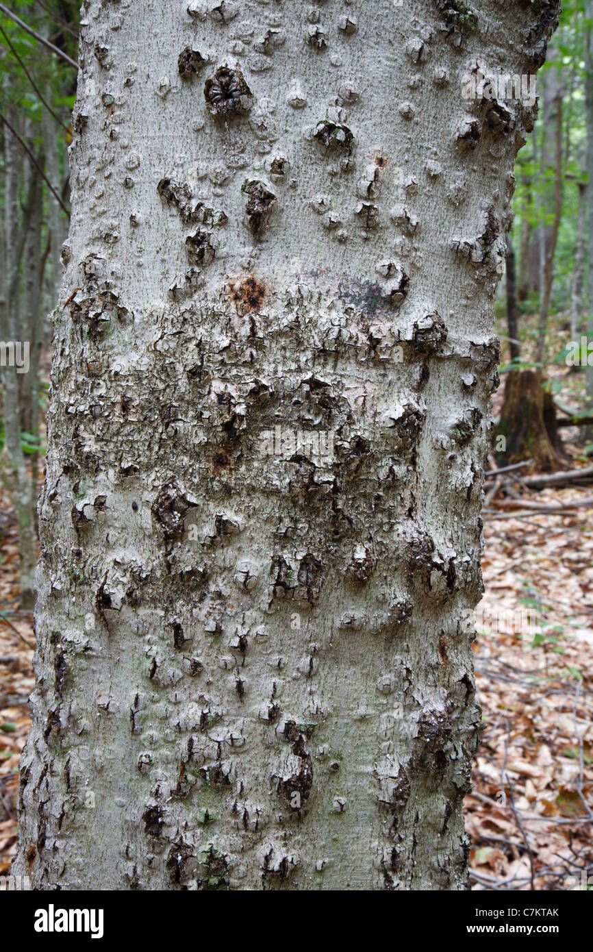 Beech bark disease on American beech tree (fagus grandifolia) in the area of Potash Mountain in the White Mountains, NH USA Stock Photo