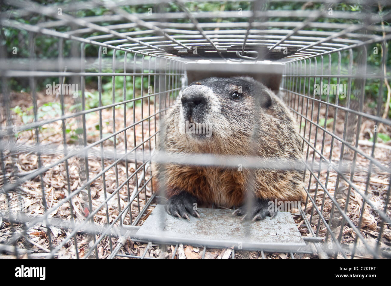 A large Groundhog or Woodchuck sitting in a humane / Have-A-Heart trap in a garden in New Jersey, USA. Stock Photo