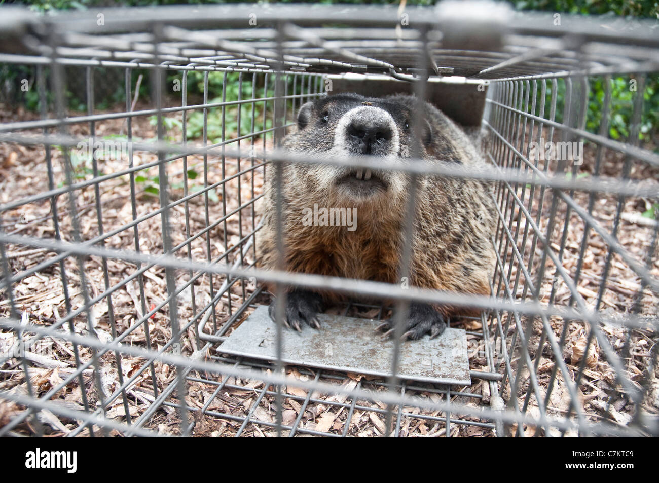 A large Groundhog or Woodchuck sitting in a humane / Have-A-Heart trap in a garden in New Jersey, USA. Stock Photo