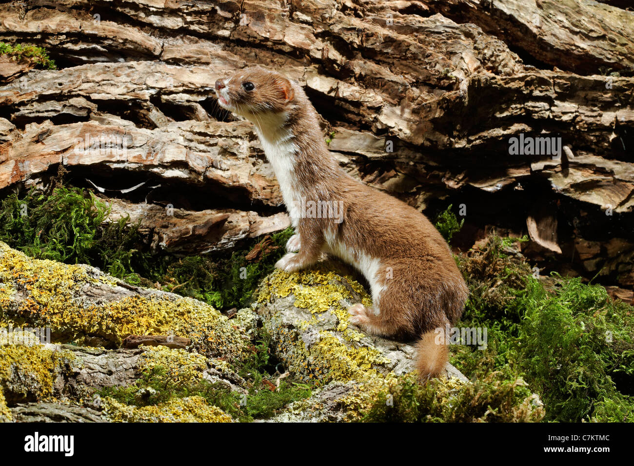 Weasel, Mustela nivalis, single mammal, captive, Midlands, September 2011 Stock Photo