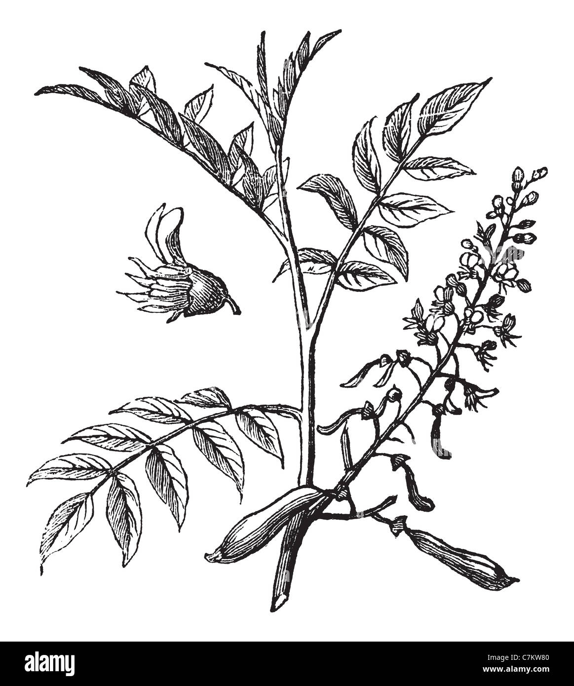 Peru Balsam or Myroxylon peruiferum, vintage engraved illustration. Trousset encyclopedia (1886 - 1891). Stock Photo