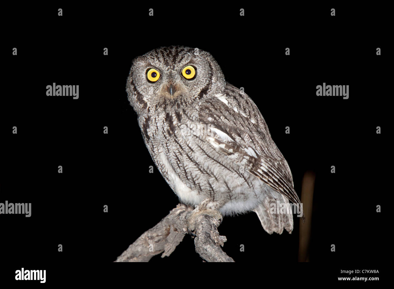 Western Screech-Owl Megascops kennikottii Santa Rita Mountains, Pima ...