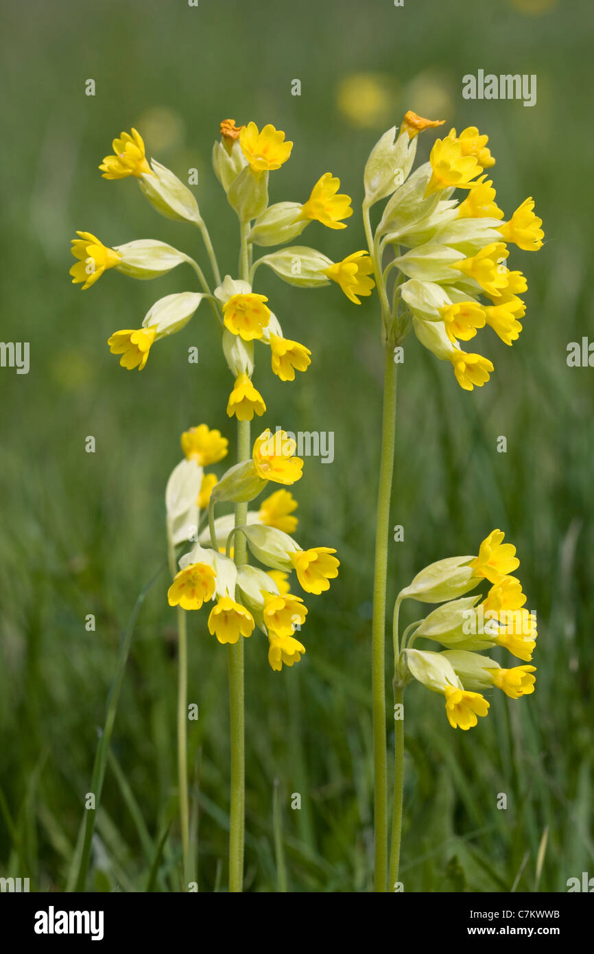 Cowslip ( Primula veris) Stock Photo