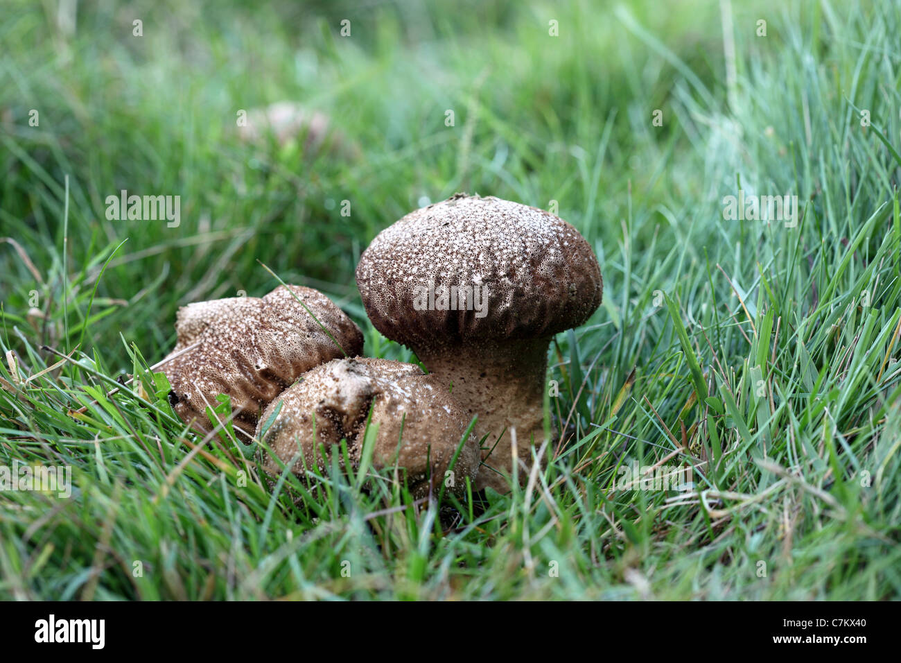 Mature Common Puffball Fungi Lycoperdon perlatum Stock Photo