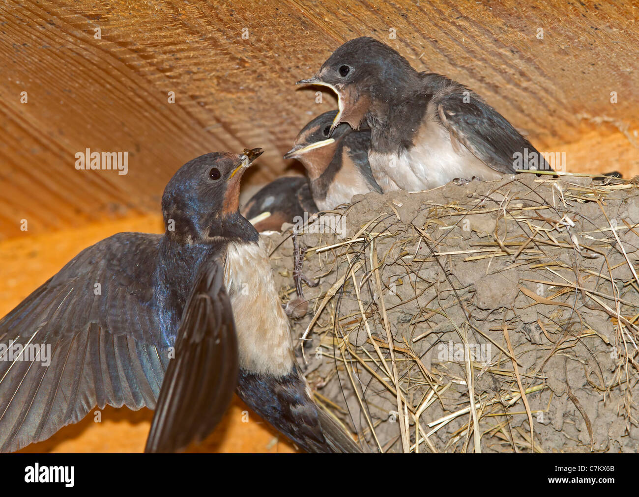 Young Barn Swallow in a nest (Hirundo rustica) Stock Photo