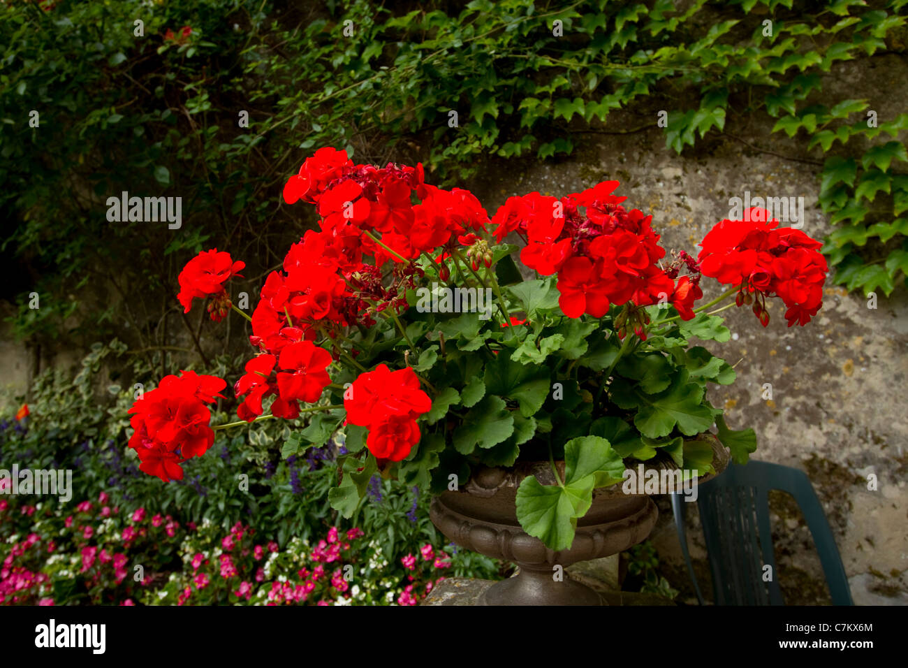 Red or scarlet begonias in a garden pot in the gardens of Chateau de Montresor Cher Valley France Stock Photo