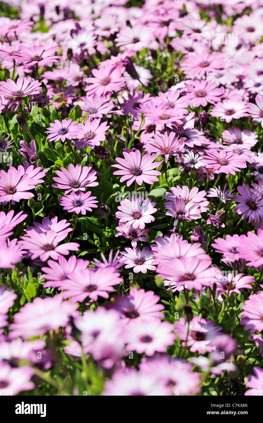 Purple Osteospermum Daisy meadow Stock Photo